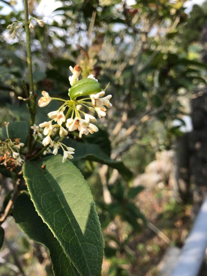 신주 발리 포레스트 핫 스프링 리조트 헝산 향 외부 사진
